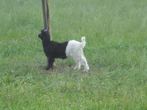 a "Walliser" goat near Kuesnacht, Switzerland  (2004)